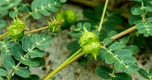 Voici les sept bienfaits du Tribulus terrestris
