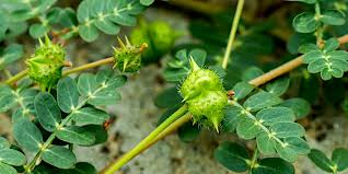 Voici les sept bienfaits du Tribulus terrestris