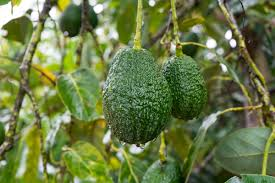 Comment augmenter la Taille du Pénis avec la Pulpe d’Avocat?