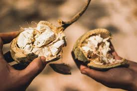 l’écorce de baobab pour grossir la taille du pénis